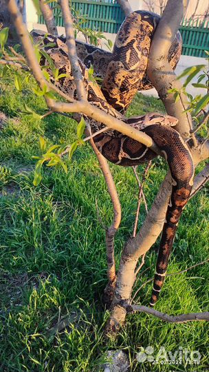 Императорский удав