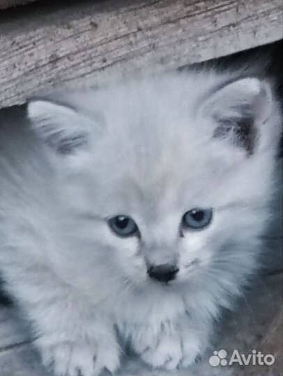 Котята в дар