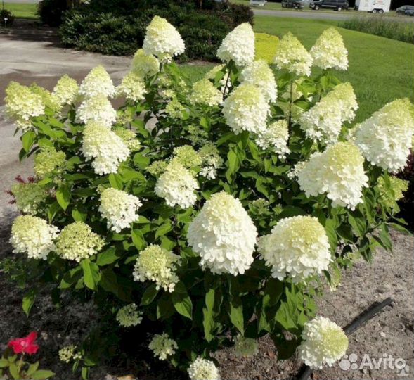 Гортензия Полар бир