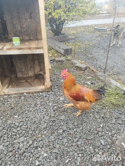 Молодые петухи