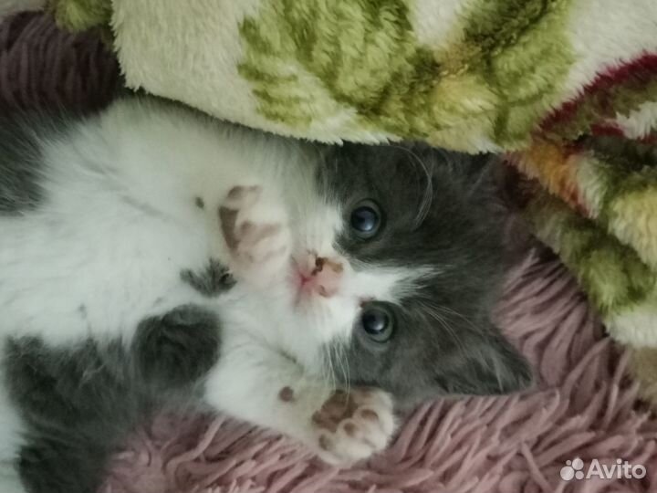 Котёнок мальчик в добрые руки
