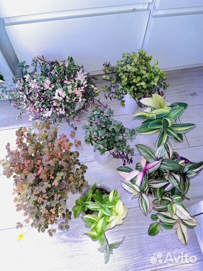 Традесканции/Каллизии/Крестовники Роули