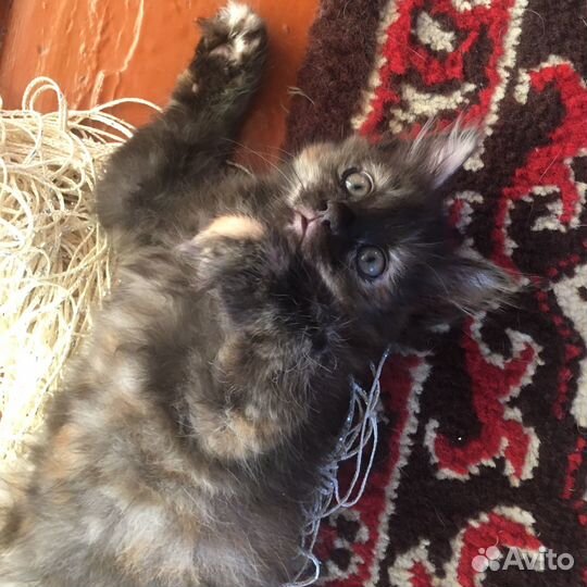 Котята в заботливые добрые руки