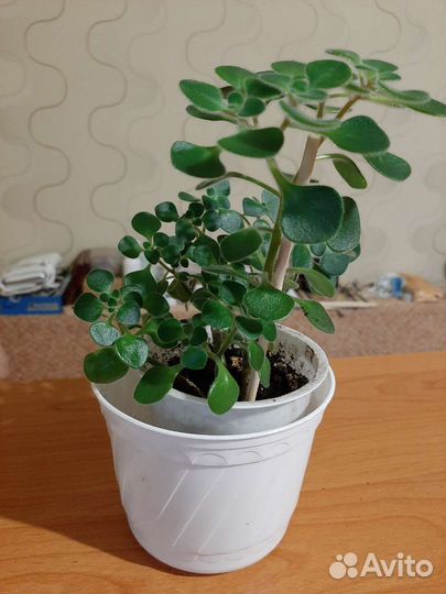 Аихризон дерево любви