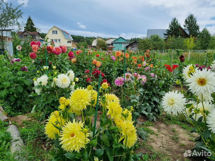Георгины клубни