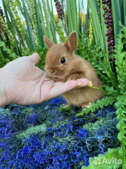 Ручные кролики царские