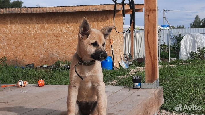Собака в добрые руки