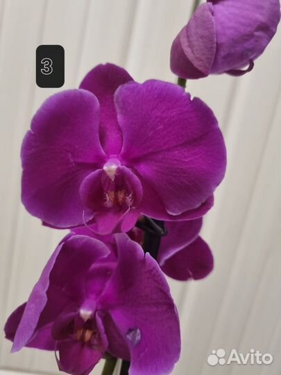 Орхидея фаленопсис