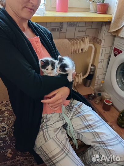 Котята метисы