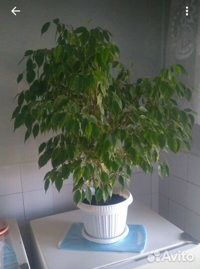 Комнатное расстение