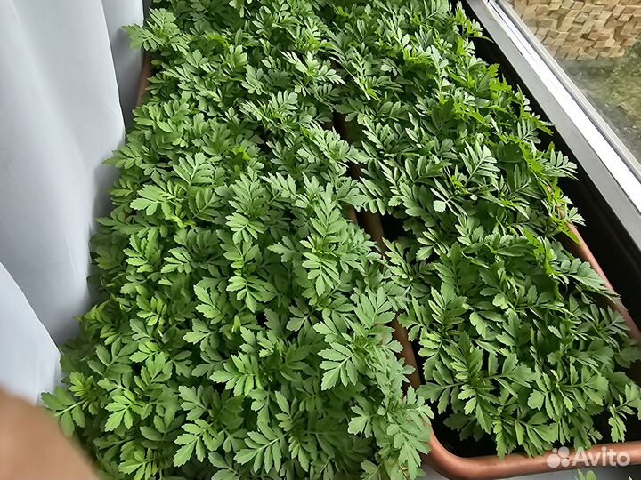 Продам рассаду бархатцев