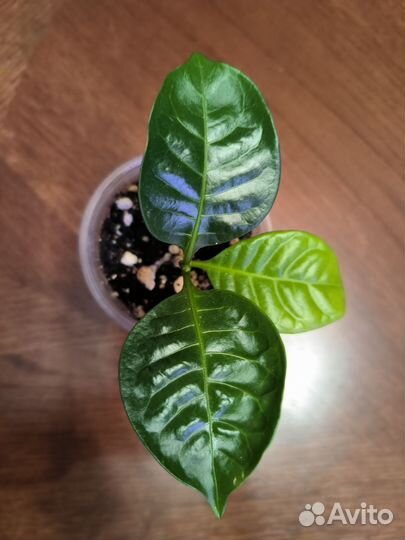 Табернемонтана