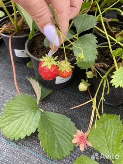 Земляника садовая клубника