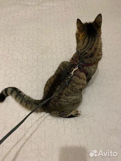 Шлейка для кота
