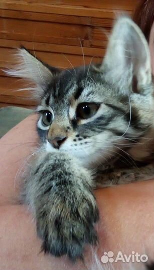 Черные котята девочки будущие черные кошки