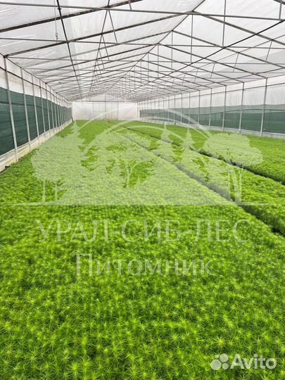 Голубая ель зкс сеянцы для лесовосстановления