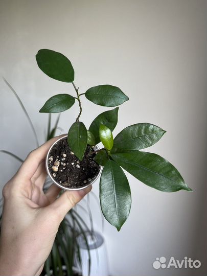 Комнатные цветы разные