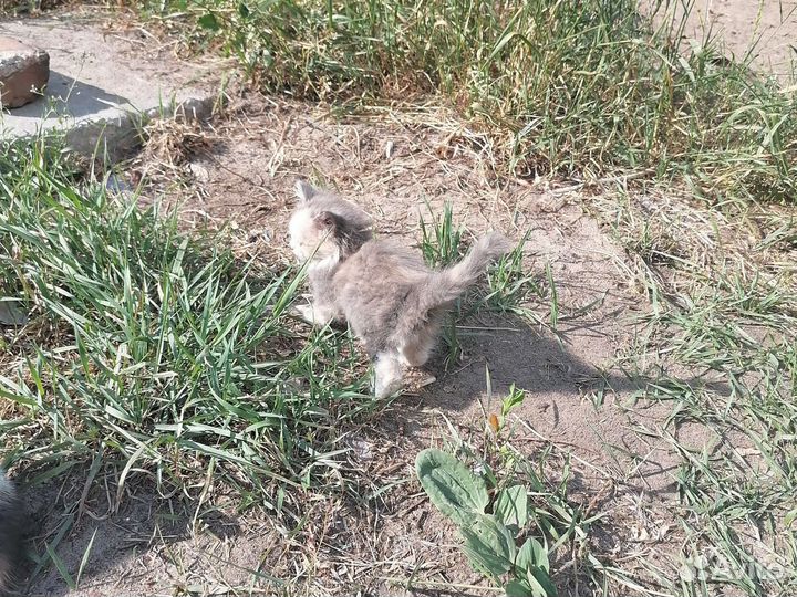 Котенок шотландский вислоухий