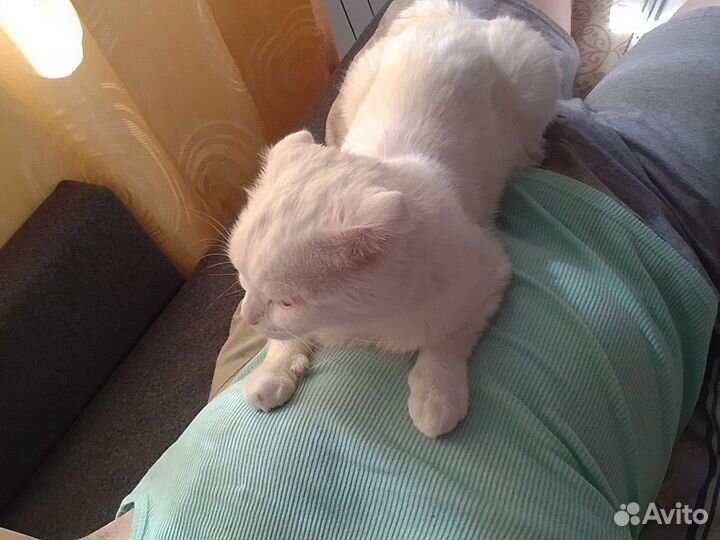 Шотландский вислоухий кот