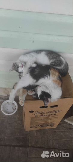Котята в добрые руки