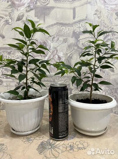 Фикус бенджамина