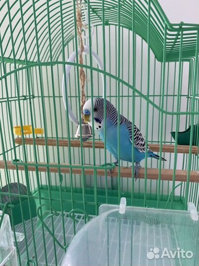 Волнистый попугай самец