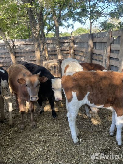 Быки от 4 до 8 месяцев