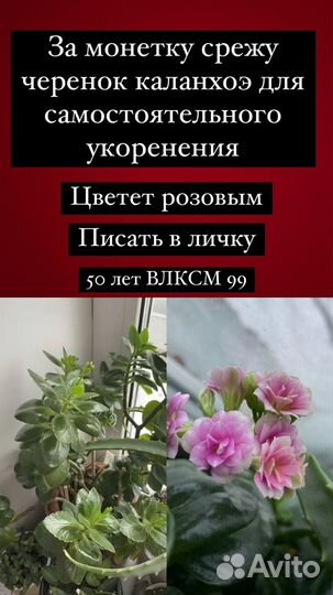 Комнатные цветы