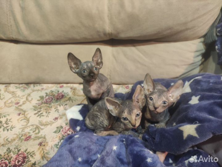 Котята сфинкс