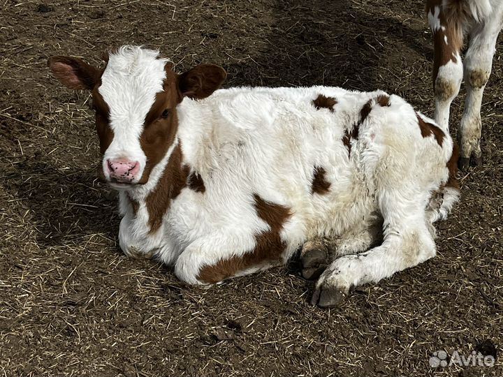 Коровы и телки