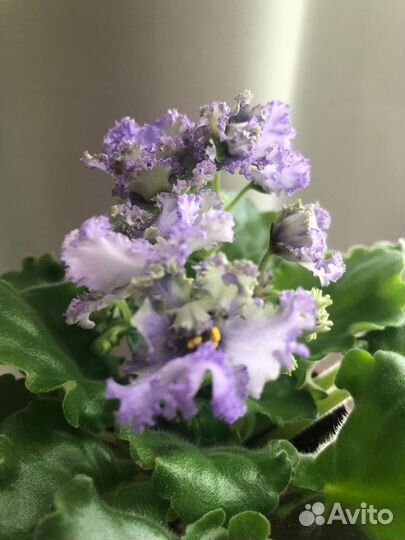 Фиалка сортовая, ав - Лягушонок (Фиалковод)