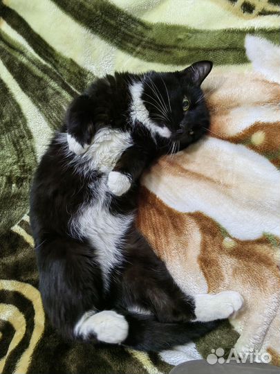 Кот в дар бесплатно