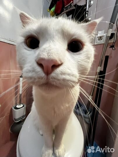 Torch патч значок наклейка