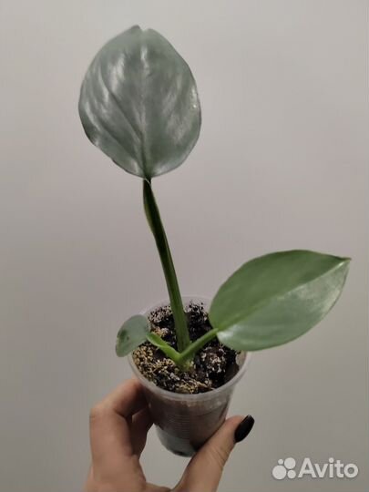 Филодендрон сильвер квин