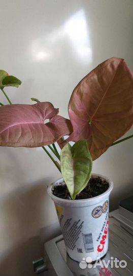 Сингониумы сортовые