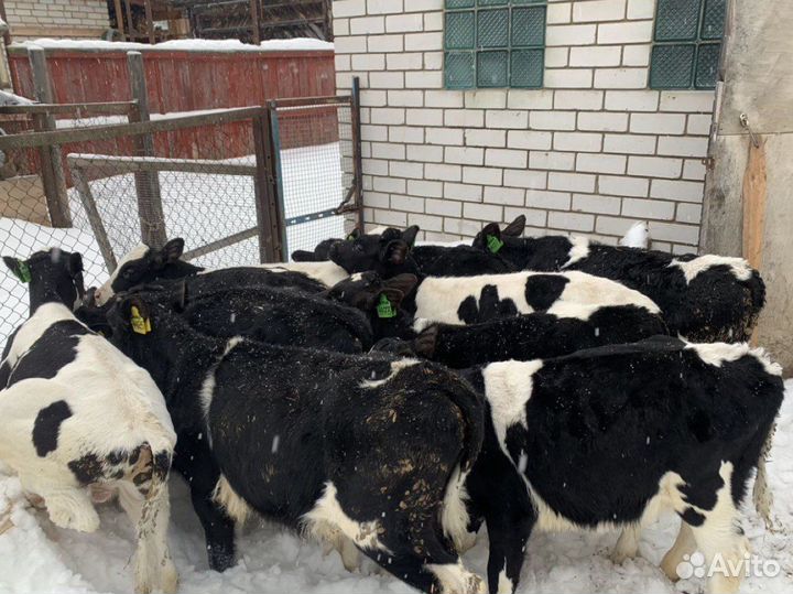 Бычки телята