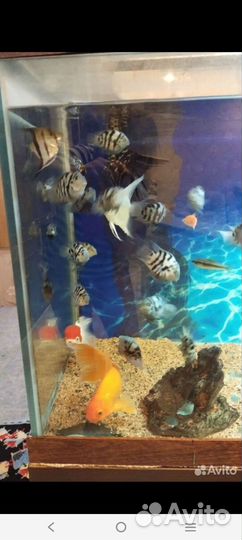 Аквариумные рыбки