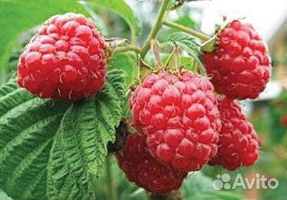 Саженцы малины