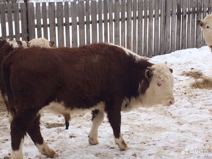 Продажа крс чистопородные Герефорды : телки, нетел