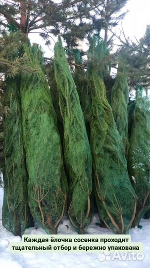 Сосны новогодние живые