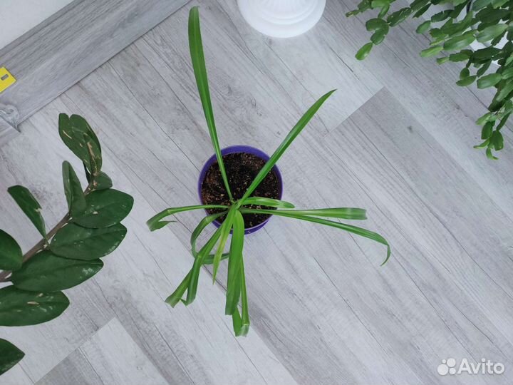 Хлорофитум растение, цветок