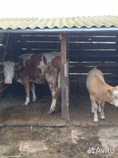 Корова с теленком