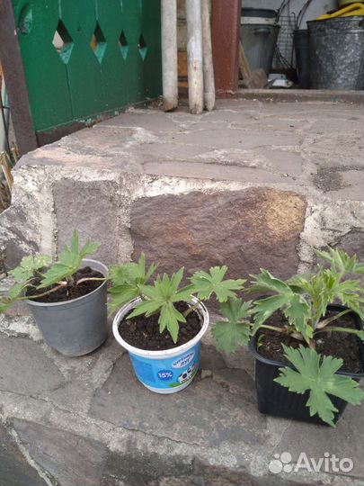 Цветы многолетники