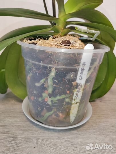 Phal. Golden staff
