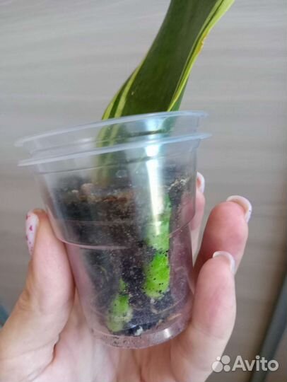 Комнатные растения