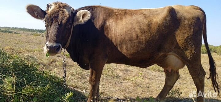 Корова дойная бурая швицкая