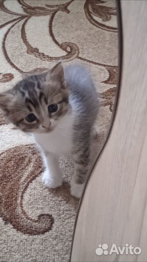 Котята в добрые руки приучены к лотку