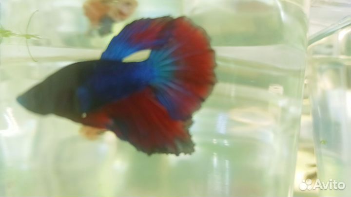 Аквариумная рыбка петушок