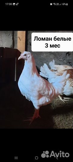 Ломаны белые