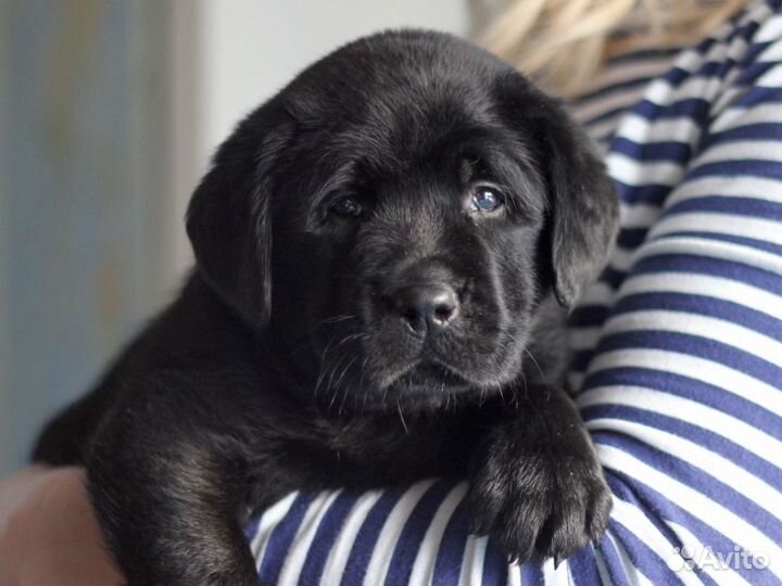 Щенки лабрадора-ретривера